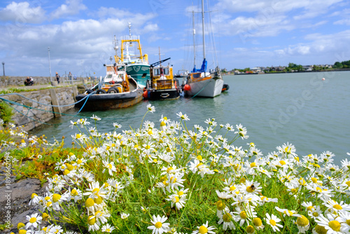 Foto Summer Daisies by the Harbor in Carlingford