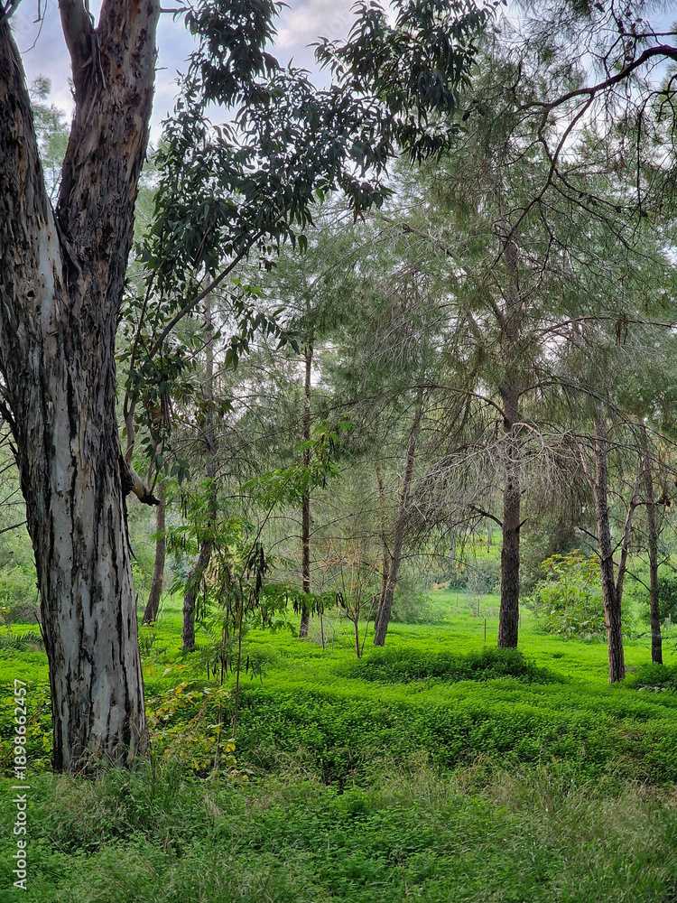 Fototapeta premium Sunlit Eucalyptus Forest with Vibrant Green Groundcover