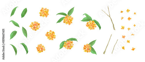 Fényképezés Watercolor fragrant orange osmanthus flower set, hand-painted botanical elements