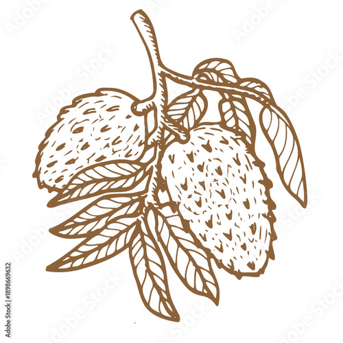 Soursop fruit on branch with leaves outline. Engraving guanabana vector illustration, hand drawn sketch of exotic fruit on branch.