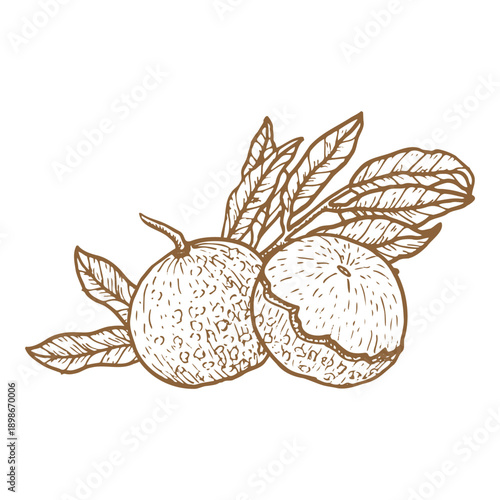 Illustration of longan whole fruit with halves and bones. Vector illustration of tropical fruit isolated on transparent in vintage linear style.