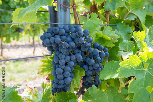 Large bunche of red wine grapes in summer vineyard.