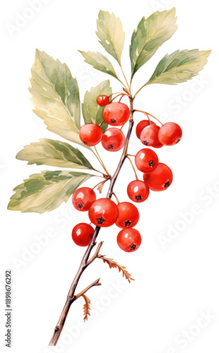 PNG Holly cherry plant holly.