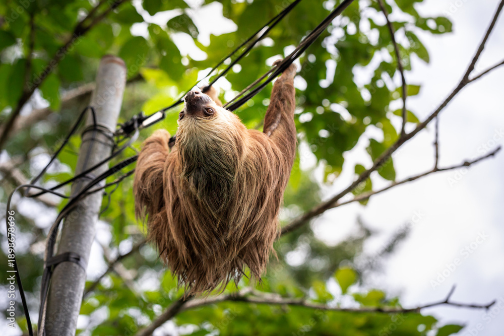 Obraz premium Two-toed sloth hanging upside down on power lines attached to a utility pole in tropical forest, showing adaptation of wild animal to human infrastructure and coexistence of wildlife and civilization 