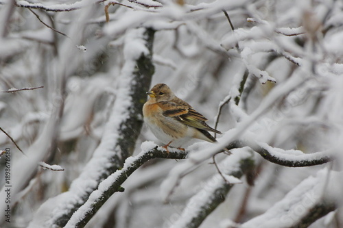 brambling. Fringilla montifringilla