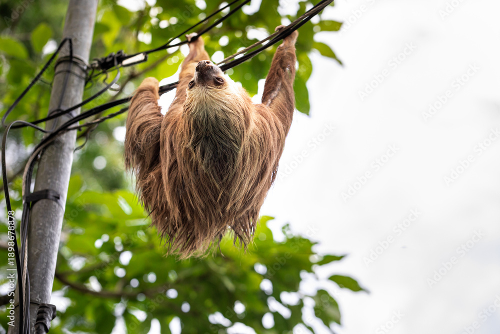 Fototapeta premium Two-toed sloth hanging upside down on power lines attached to a utility pole in tropical forest, showing adaptation of wild animal to human infrastructure and coexistence of wildlife and civilization 