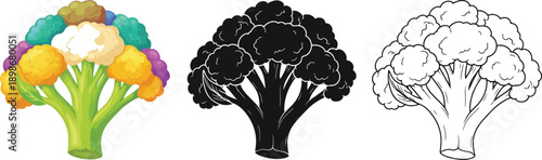 A vibrant, multicolored heirloom cauliflower head is shown with black silhouette and simple line art versions for vegetable.