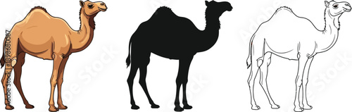 A standing camel illustration collection shows a colored dromedary, a solid black shadow shape, and a clear black and white contour.