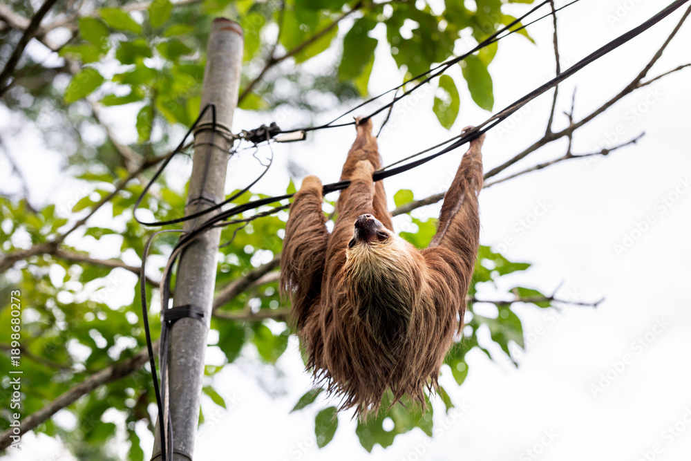 Naklejka premium Two-toed sloth hanging upside down on power lines attached to a utility pole in tropical forest, showing adaptation of wild animal to human infrastructure and coexistence of wildlife and civilization 