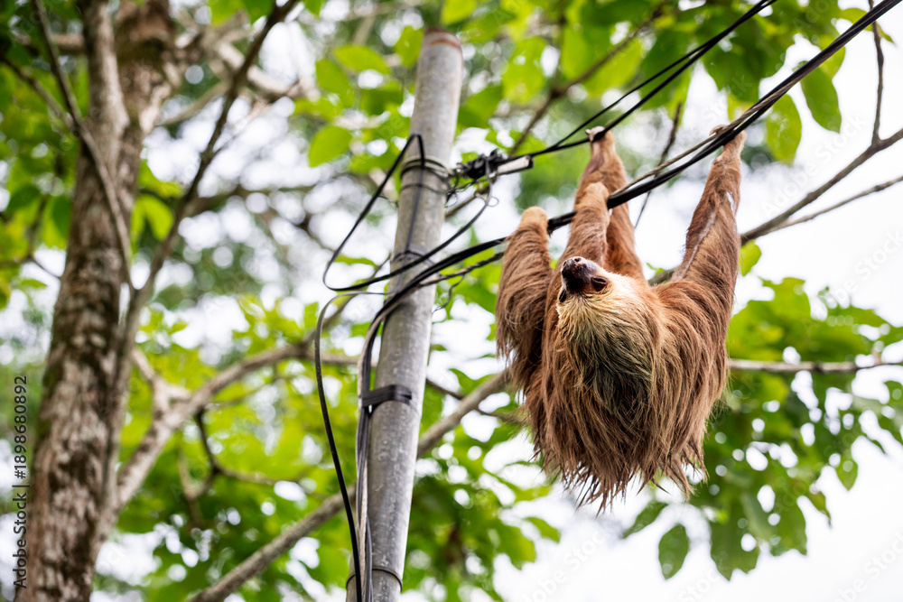 Naklejka premium Two-toed sloth hanging upside down on power lines attached to a utility pole in tropical forest, showing adaptation of wild animal to human infrastructure and coexistence of wildlife and civilization 