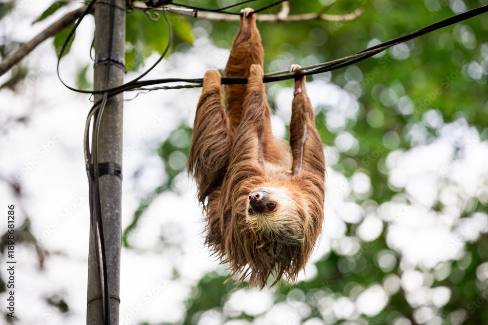 Obraz premium Two-toed sloth hanging upside down on power lines attached to a utility pole in tropical forest, showing adaptation of wild animal to human infrastructure and coexistence of wildlife and civilization 