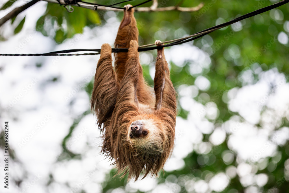 Fototapeta premium Two-toed sloth hanging upside down on power lines attached to a utility pole in tropical forest, showing adaptation of wild animal to human infrastructure and coexistence of wildlife and civilization 