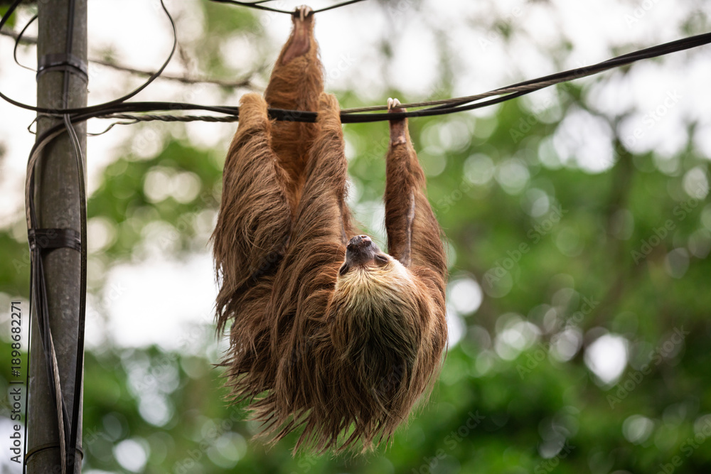 Obraz premium Two-toed sloth hanging upside down on power lines attached to a utility pole in tropical forest, showing adaptation of wild animal to human infrastructure and coexistence of wildlife and civilization 