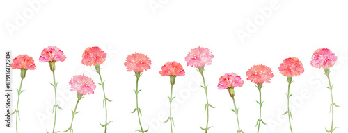 Fotografija Watercolor carnation flower border, horizontal lower frame illustration for Mother's Day and floral design
