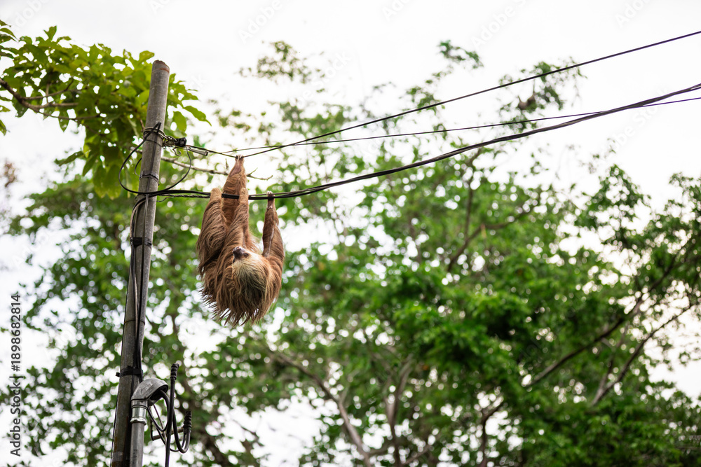 Fototapeta premium Two-toed sloth hanging upside down on power lines attached to a utility pole in tropical forest, showing adaptation of wild animal to human infrastructure and coexistence of wildlife and civilization 