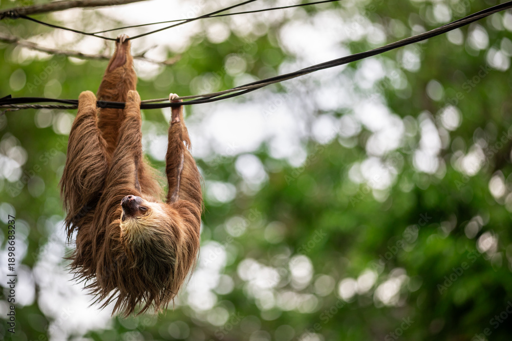 Obraz premium Two-toed sloth hanging upside down on power lines attached to a utility pole in tropical forest, showing adaptation of wild animal to human infrastructure and coexistence of wildlife and civilization 
