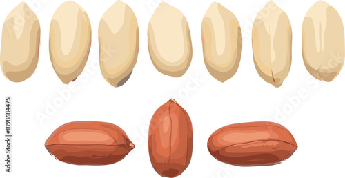 Roasted and raw peanuts in various stages roasted peanuts brown peanuts beige peanuts
