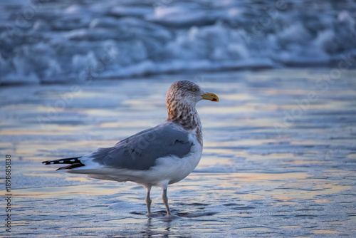 Young Herring Gull