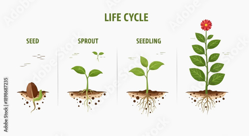 Illustration of a plant's life cycle from seed to flowering stage, showcasing growth stages, roots development, and leaf expansion.