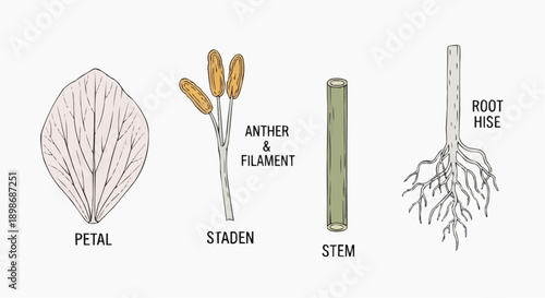 Detailed illustration of a plant's structure featuring petal, stamen, stem, and root anatomy from a botanical viewpoint.