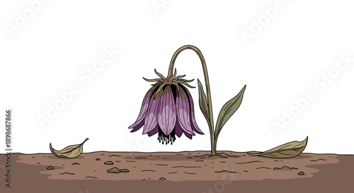 Sad Fritillary Flower Illustration, Depressed and Wilting, Isolated on Transparent Background. Concept for Loss, Grief, and Nature's Decline. Vector Design Element.