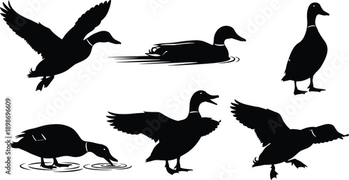 Six black duck silhouettes in various poses on white background bird animal wildlife