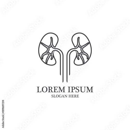 kidney vector illusrtation