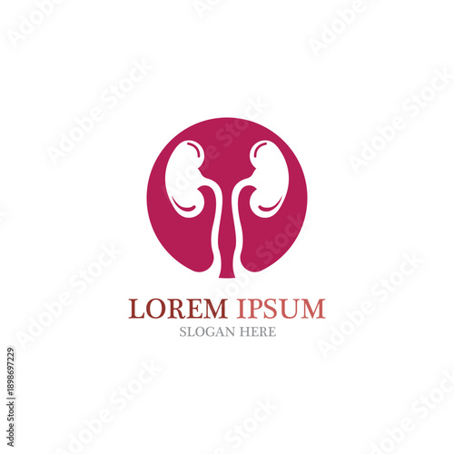 kidney vector illusrtation