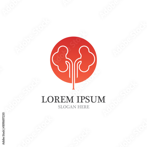 kidney vector illusrtation