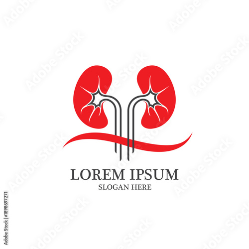 kidney vector illusrtation