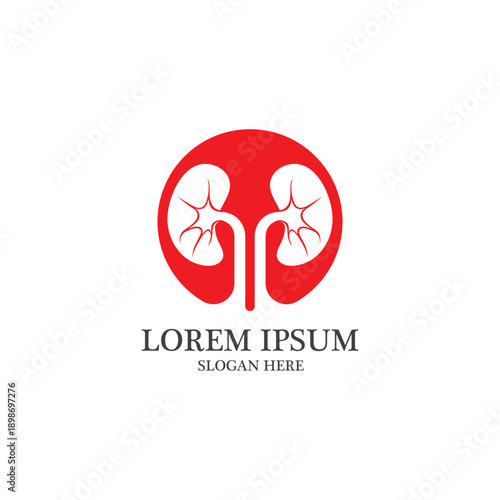 kidney vector illusrtation