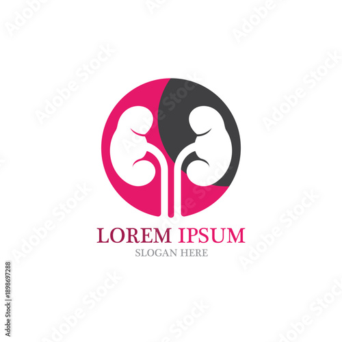 kidney vector illusrtation