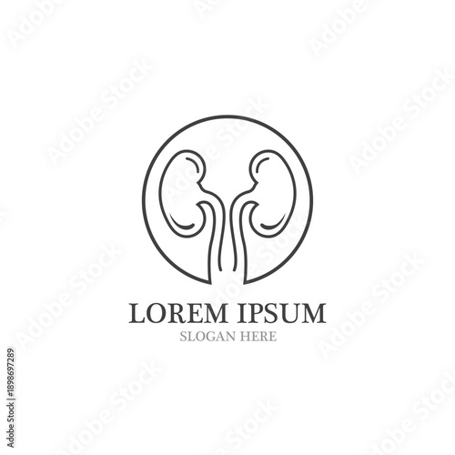 kidney vector illusrtation