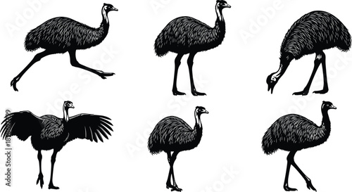 Six black emu bird in various poses on white background animal wildlife silhouette