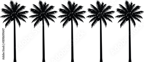 Palm tree silhouettes set, tropical summer beach nature collection, black coconut palms isolated on white background