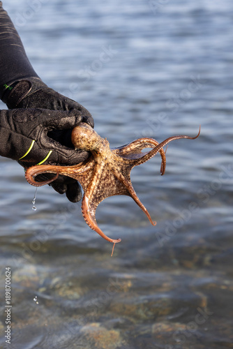 A fisherman or diver hand in a glove holding an alive octopus on a sandy beach washed by waves at the golden light, beautiful bokeh, eating raw chewy octopus, delicious dish, poster blurry background