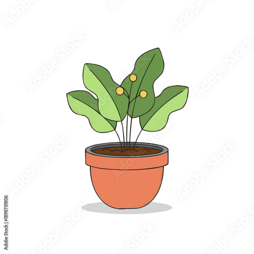 Potted Green Plant with Yellow Berries in Terracotta Planter