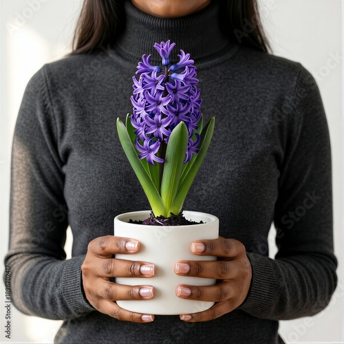 Woman with long dark hair in dark grey turtleneck holding small white ceramic pot with purple hyacinth. Concept of elegance, beauty, hyacinthus orientalis in pot.