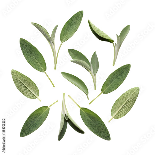 sage leaves isolated on transparent or white background. PNG
