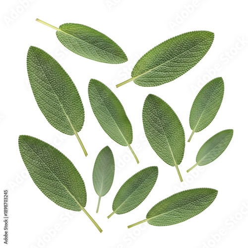 sage leaves isolated on transparent or white background. PNG
