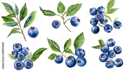 Watercolor illustration of blueberries and green leaves on transparent background, assorted clusters and single berries, bright botanical composition