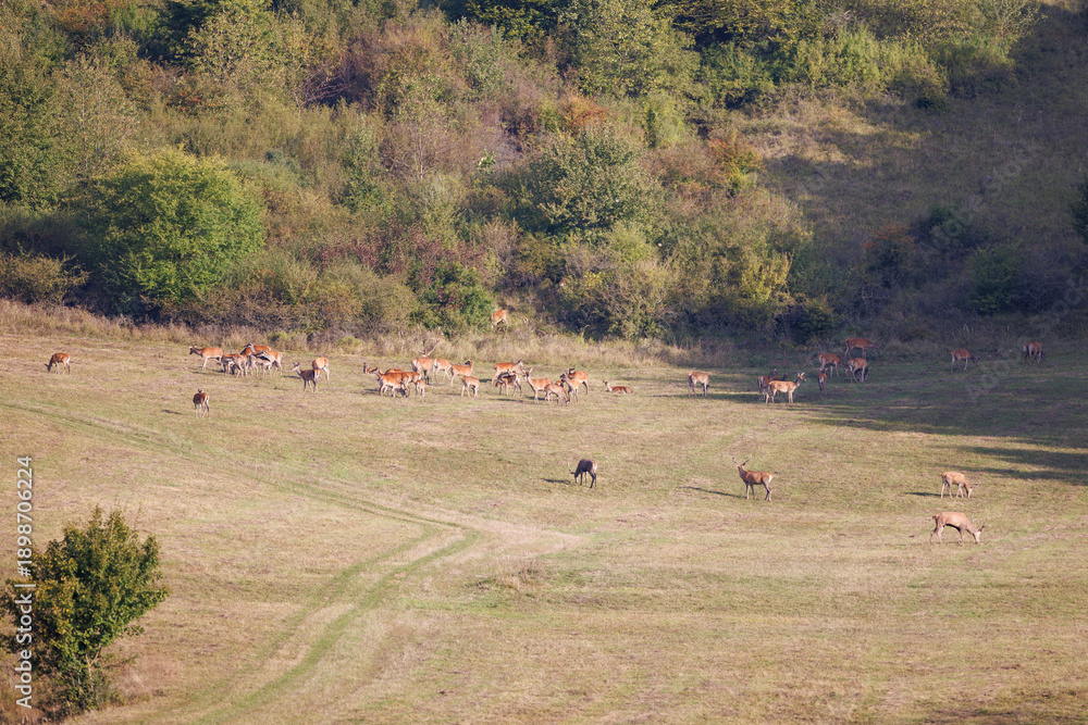 Obraz premium Herd of red deer (Cervus elaphus) grazing in open meadow at forest edge, large group of wild deer in autumn landscape, natural European wildlife scene.