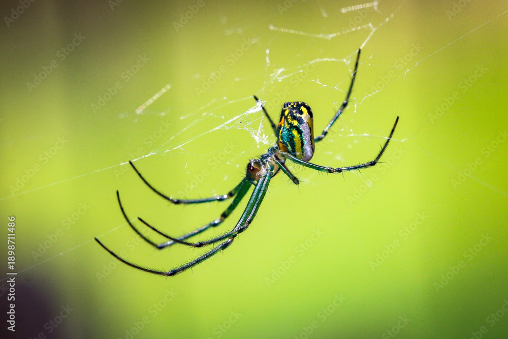 Obraz premium Orchard Orbweaver on Web