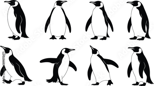 Penguin illustration pose set vector. Black and white penguins standing and walking, clean wildlife drawings for education, logos, and winter designs.