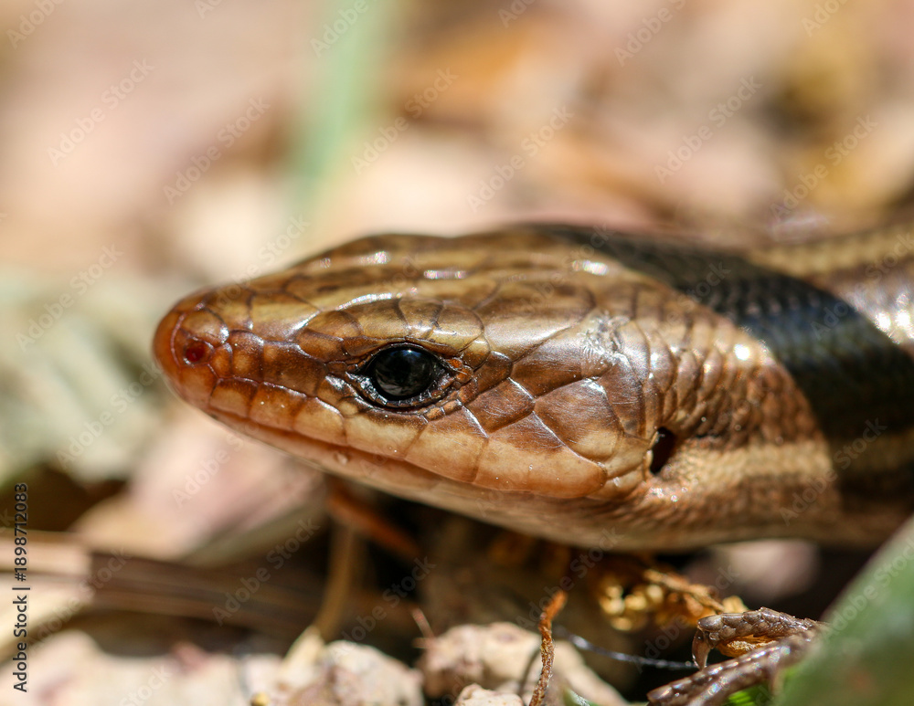 Obraz premium Broad-Headed Skink Close Up