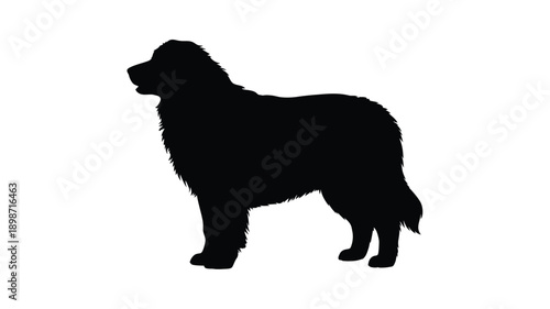 Tableau sur toile A striking black silhouette of a large fluffy newfoundland dog standing