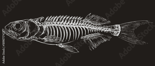 Fish Skeleton Engraving Illustration on Dark Background