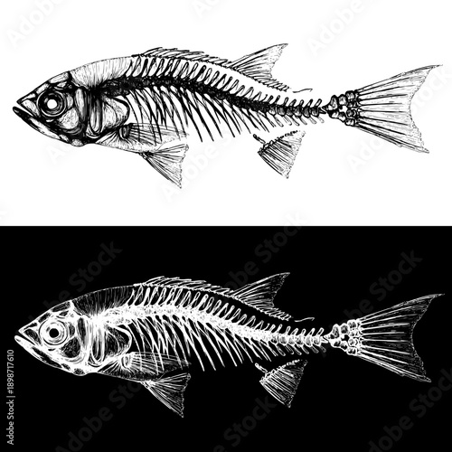Set of fish skeletons in black and white line art. High contrast anatomical marine illustration for CNC engraving, laser cutting and dark surfaces.