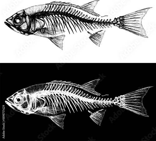 Set of fish skeletons in black and white line art. High contrast anatomical marine illustration for CNC engraving, laser cutting and dark surfaces.