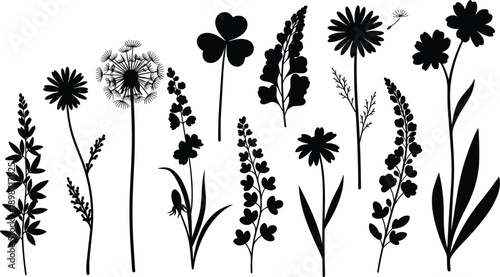 Collection of vector wild flower silhouettes featuring dandelion, clover and lavender, black nature plants isolated on white background for floral design projects